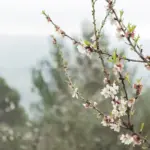 czech homegrown peach tree garden