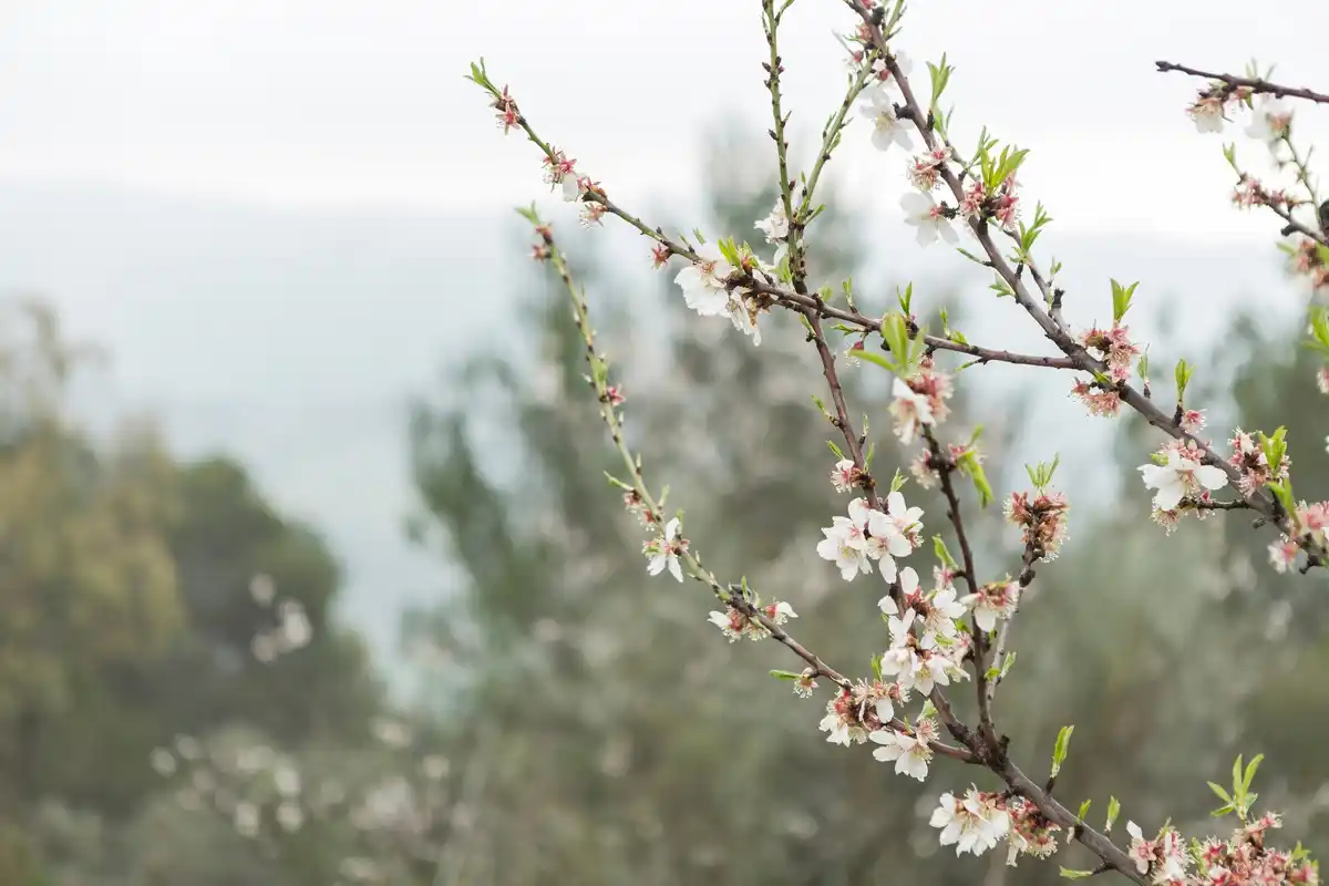 czech homegrown peach tree garden