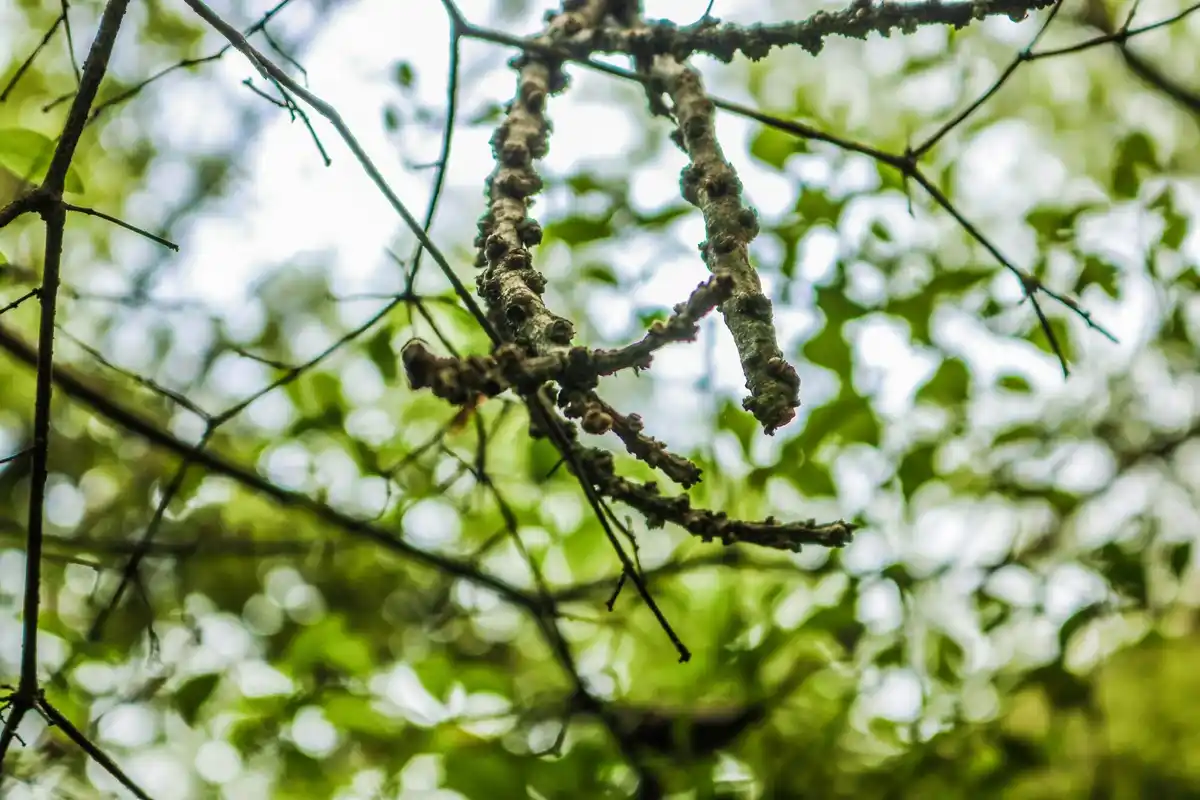 peach tree disease in czech garden