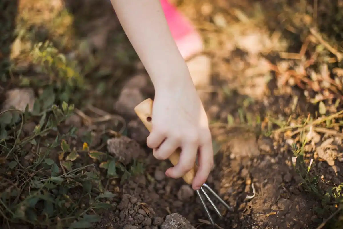 young gardener hands mulching vegetable garden straw organic