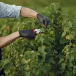 Autumn raspberry bush pruning mistake Czech garden