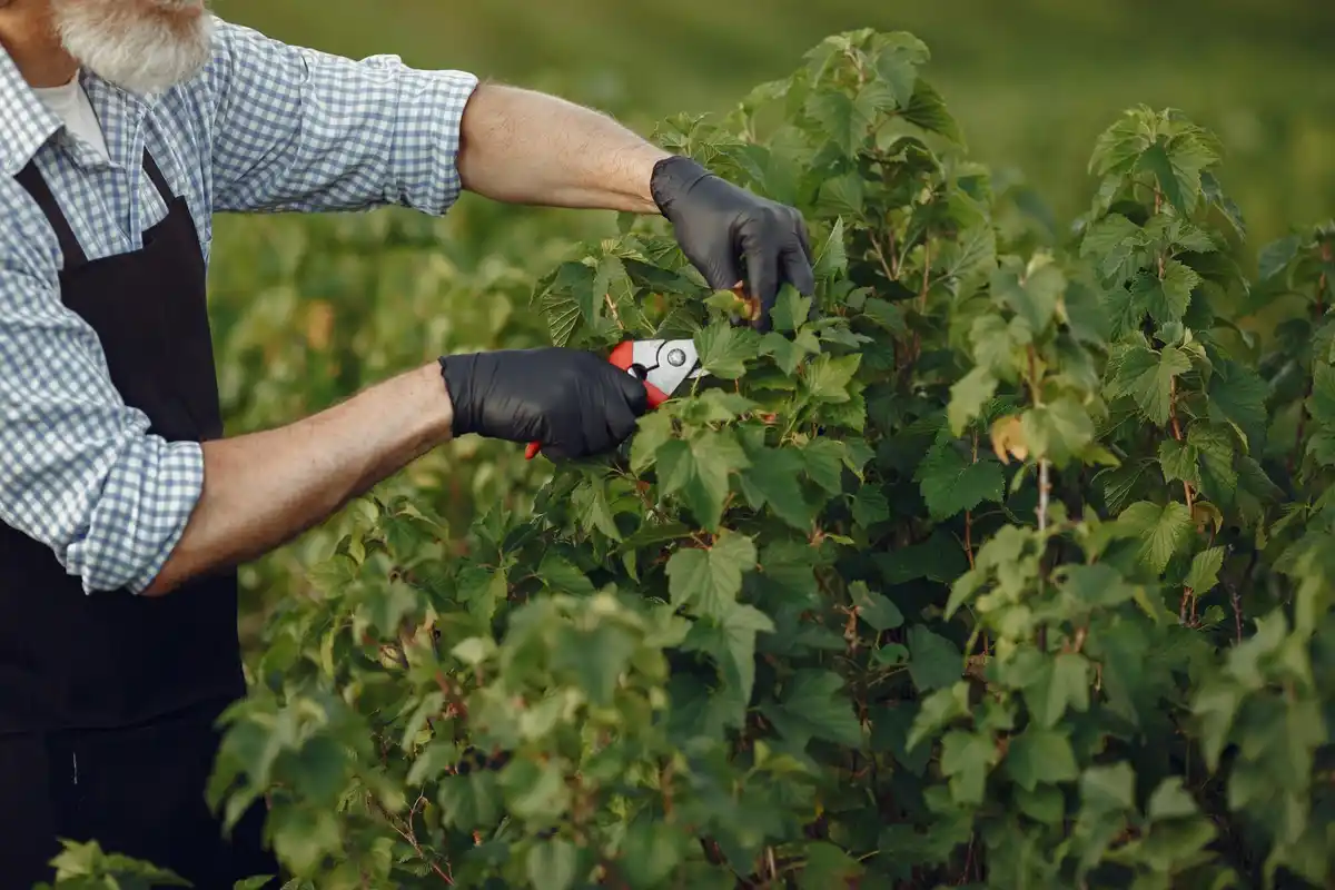 Autumn raspberry bush pruning mistake Czech garden