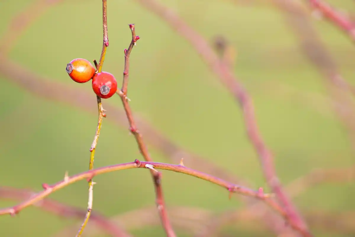 Pruning raspberry bushes Czech garden autumn spring difference