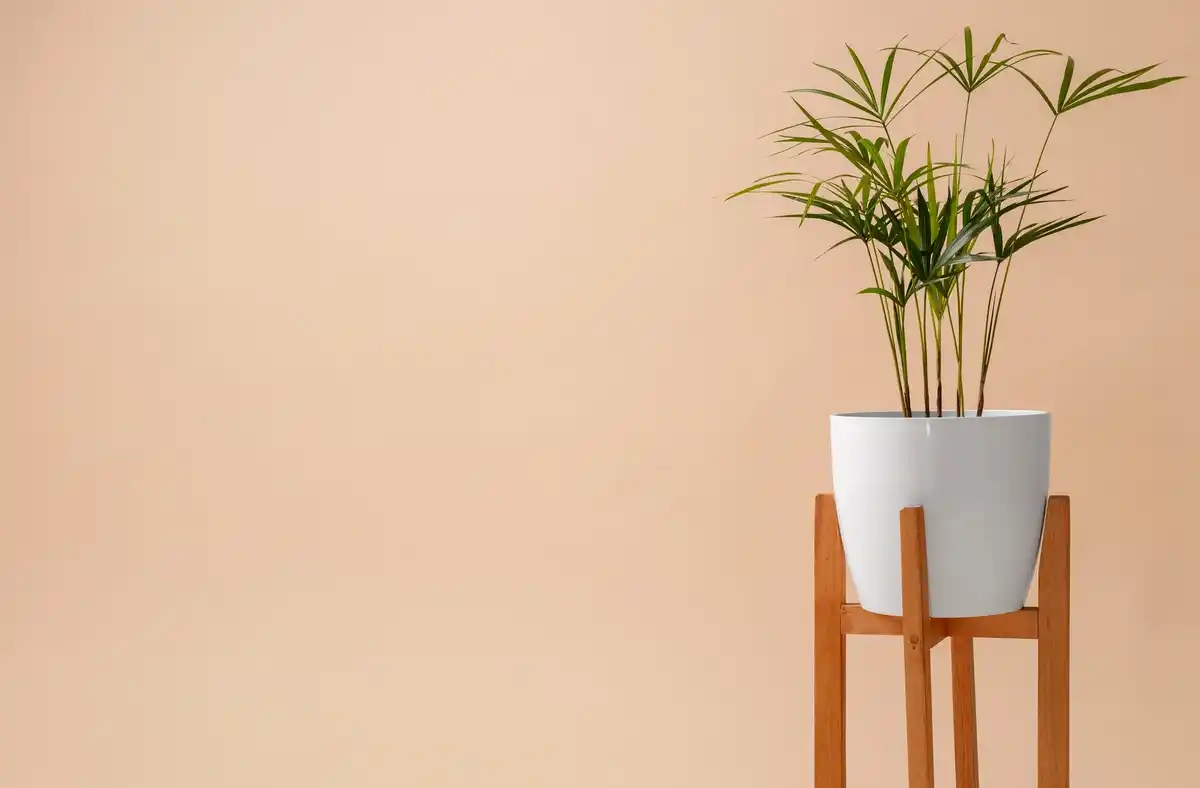 dying houseplant in modern flat interior