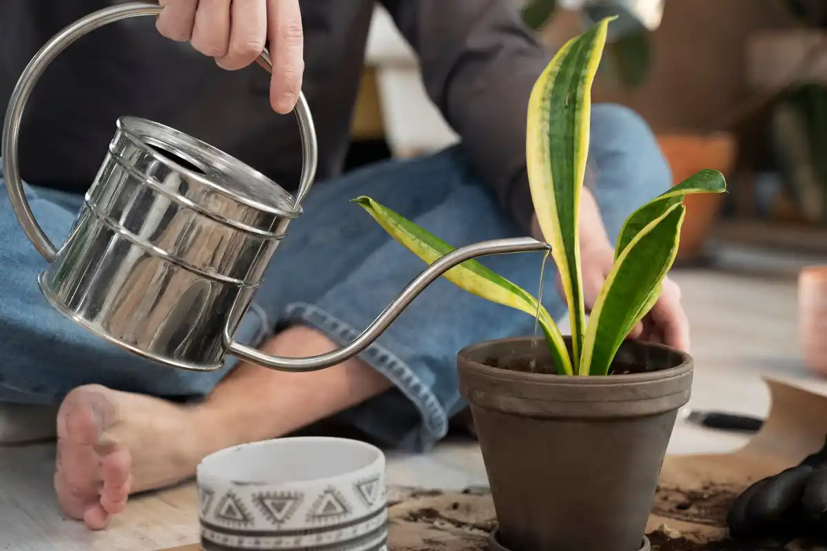 person repotting houseplant at home, closeup hands