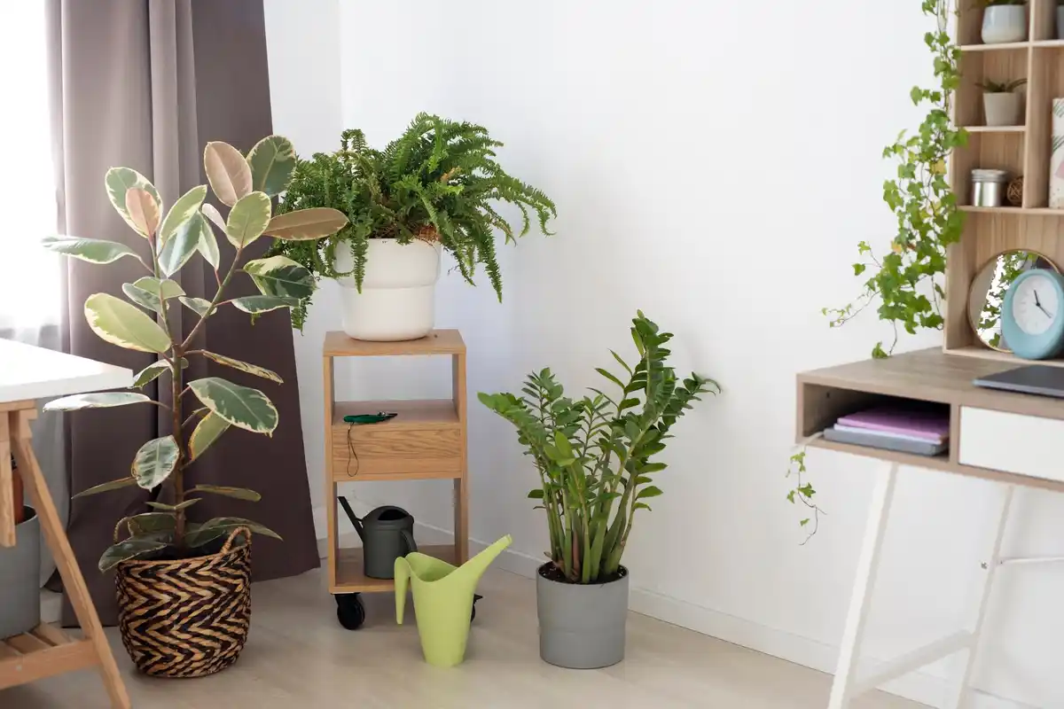houseplants clean air modern interior