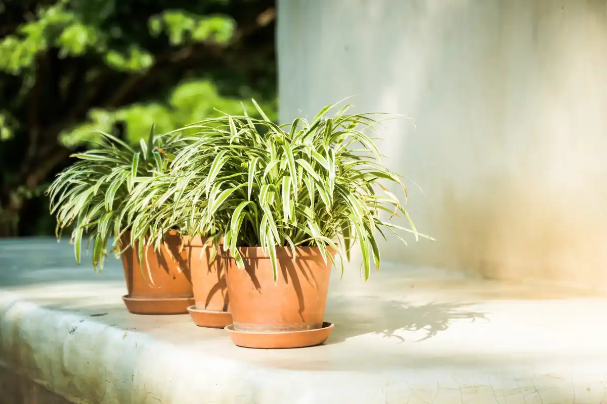 houseplants living room sunlight Czech style
