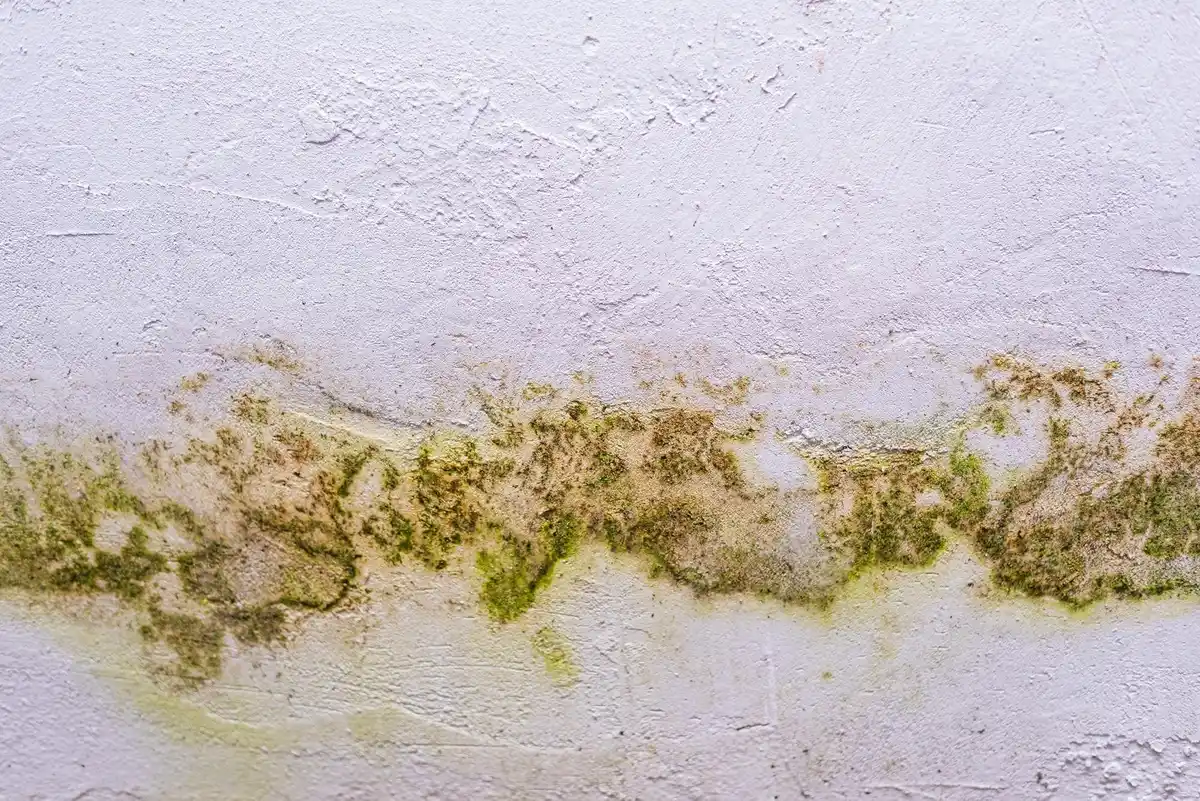 mold on wall closeup czech apartment