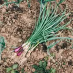 garlic rose companion planting garden