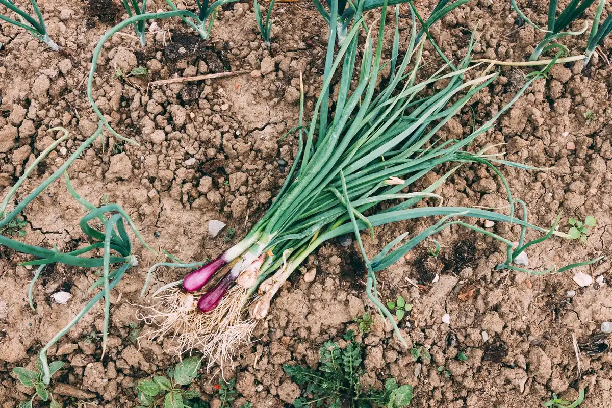 garlic rose companion planting garden