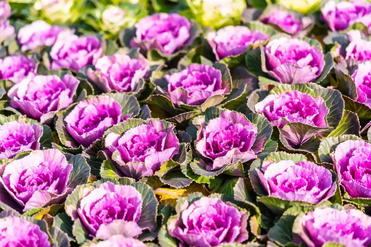 garlic and roses growing together in garden