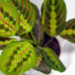 overfertilized houseplants close-up damage