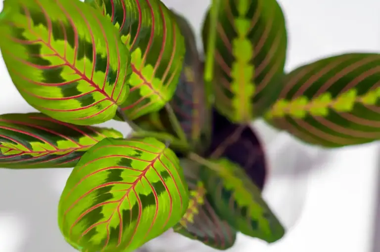 overfertilized houseplants close-up damage