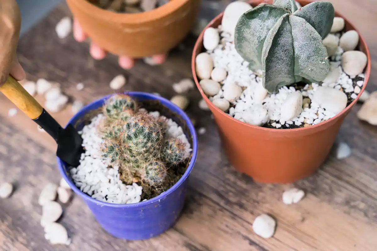 succulents winter watering dry soil