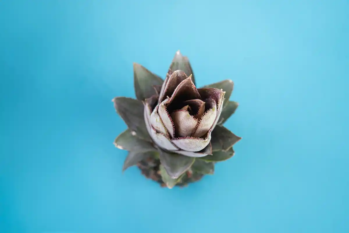 succulent root rot prevention winter
