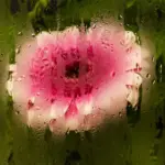condensation on greenhouse glass close up