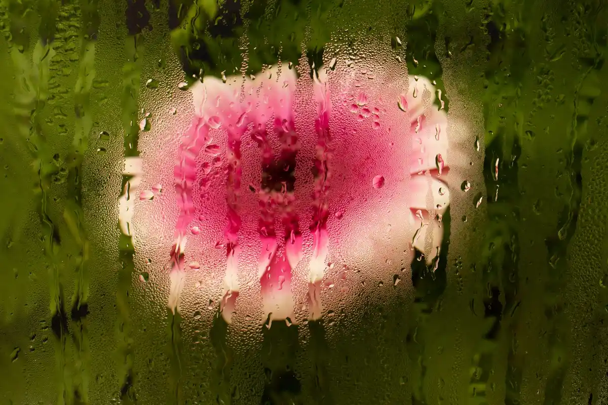 condensation on greenhouse glass close up