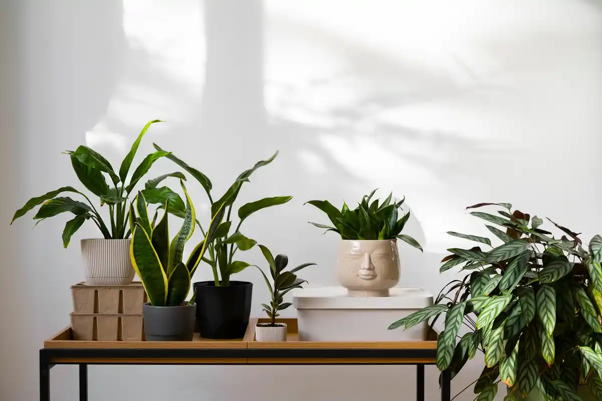 Feng shui indoor plants living room
