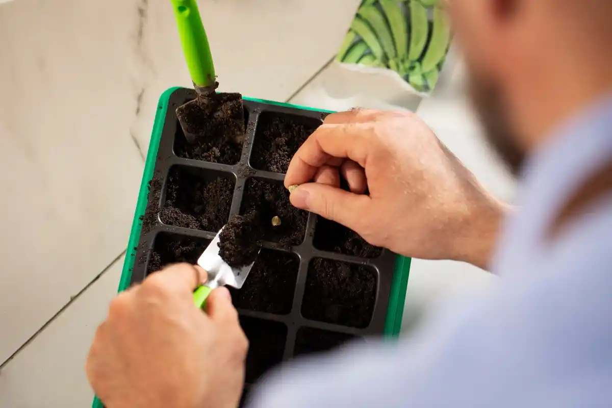 homemade soil pH test using red cabbage and soil sample