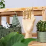 feng shui plants placement home luck bad energy