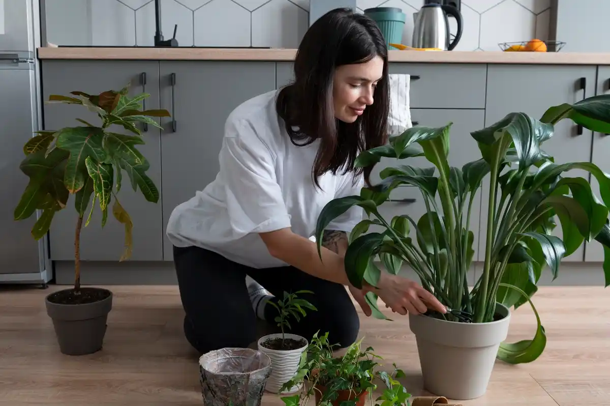 feng shui house plants bad placement czech home