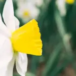 eggshells in Czech garden spring