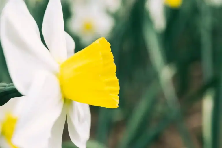 eggshells in Czech garden spring
