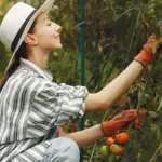 watering tomato plants stress czech backyard