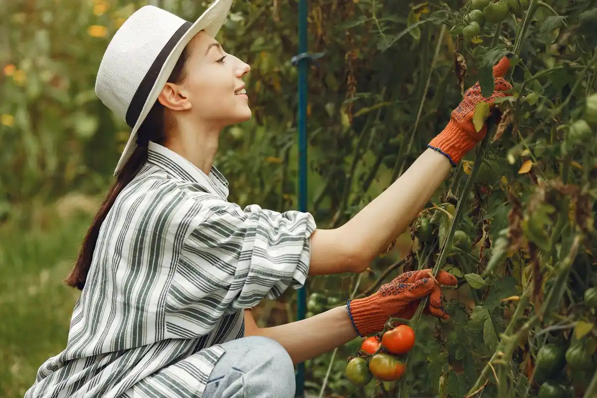 watering tomato plants stress czech backyard