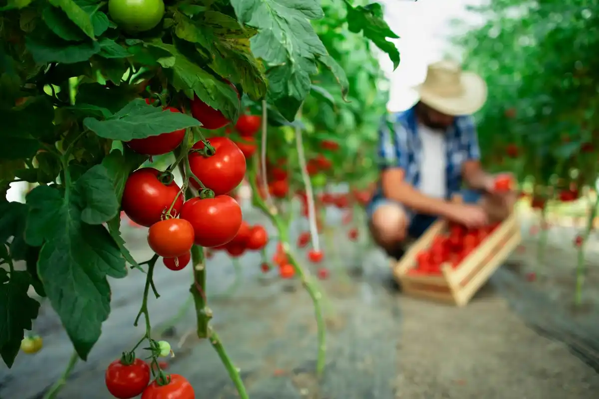 mulching tomatoes with straw in czech garden