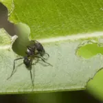 aphids attacking plants Czech garden