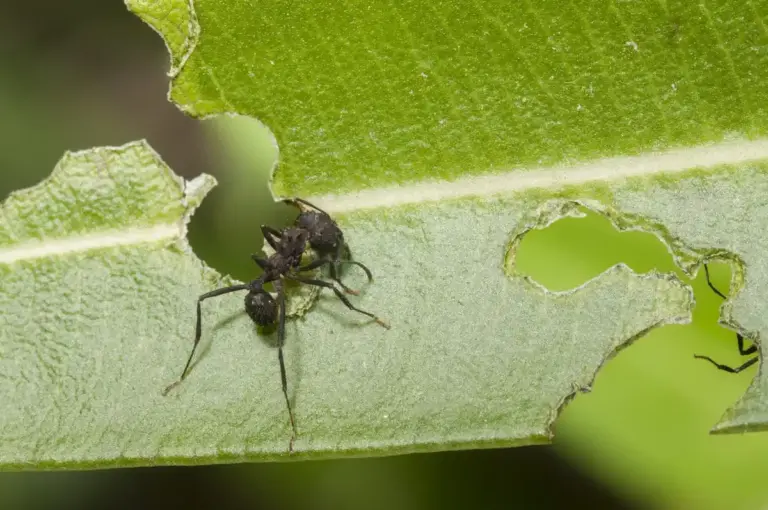 aphids attacking plants Czech garden