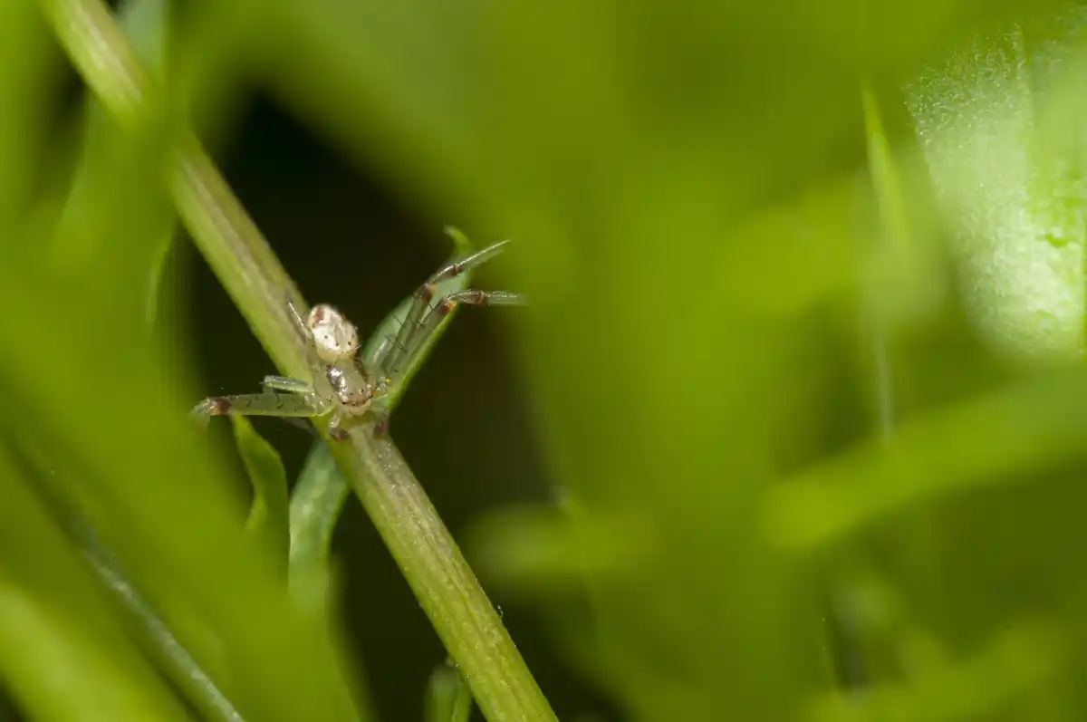 aphids on green plant close up
