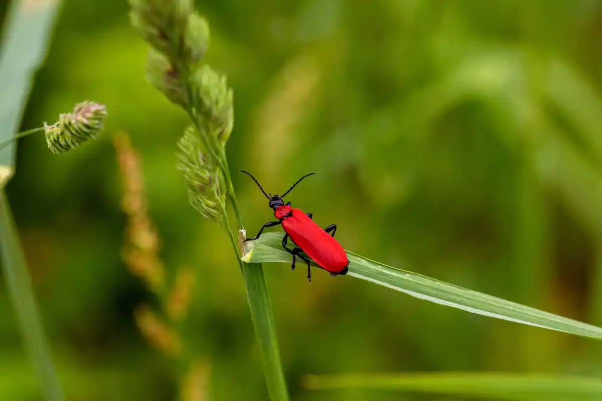 aphids infestation garden pests Czech plants