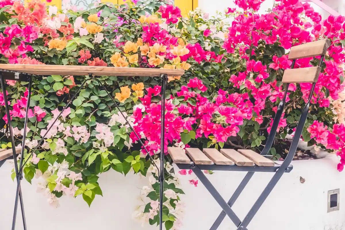 colorful petunias balcony spring Czech Republic urban