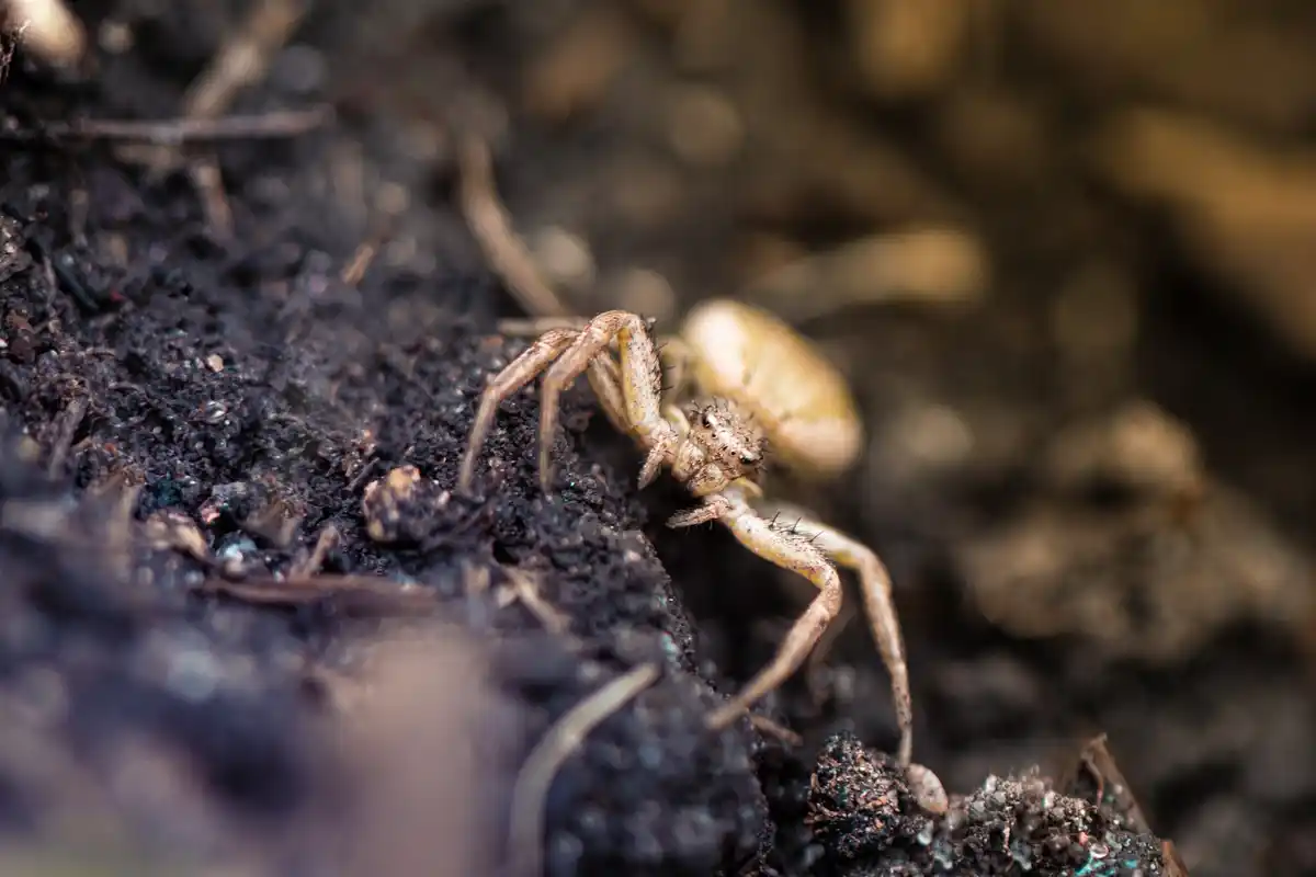 earthworms and rich organic soil close up Czech garden