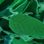 unusual tomato garden Czech soil closeup authentic