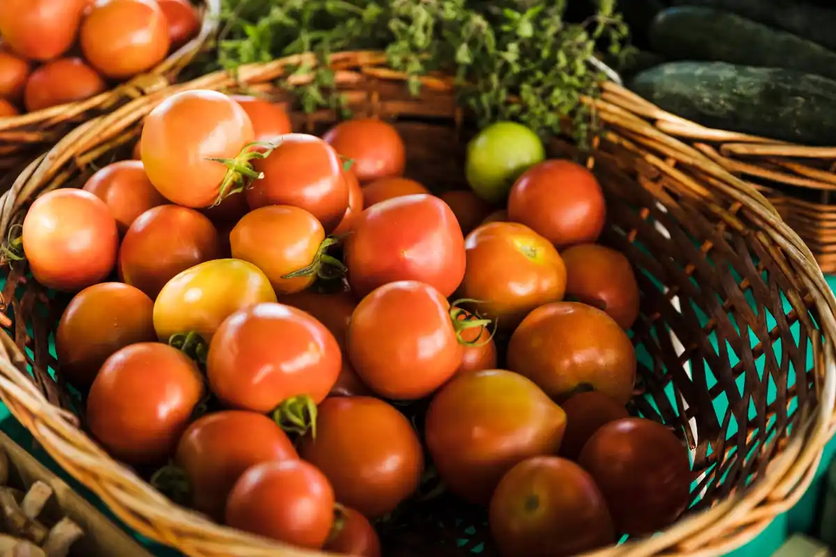 Czech country garden tomatoes amazing soil