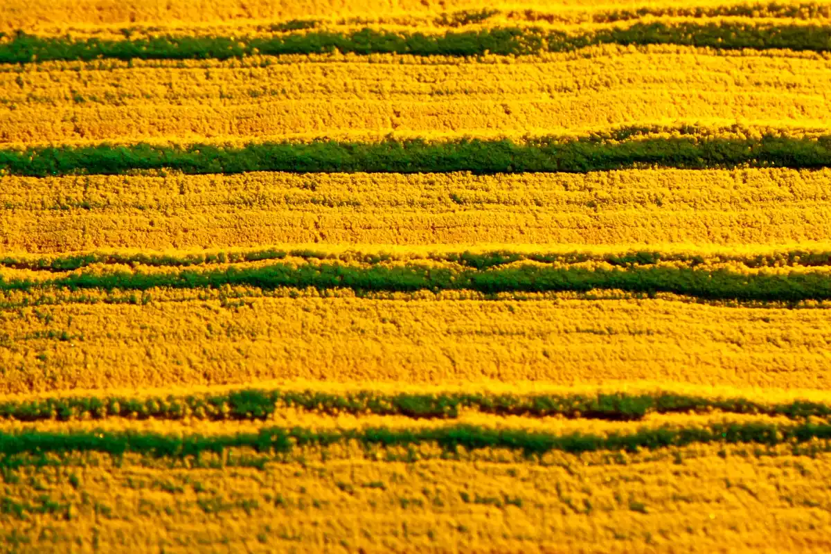 detail natural tomato soil texture Czech garden
