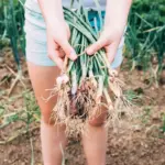 garlic and tomato companion planting Czech garden
