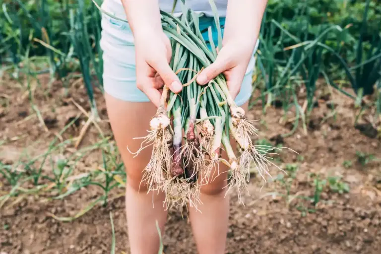 garlic and tomato companion planting Czech garden