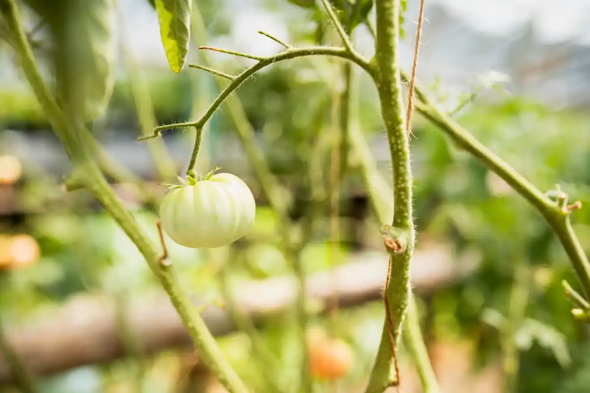 garlic and tomato plants growing together in Czech garden