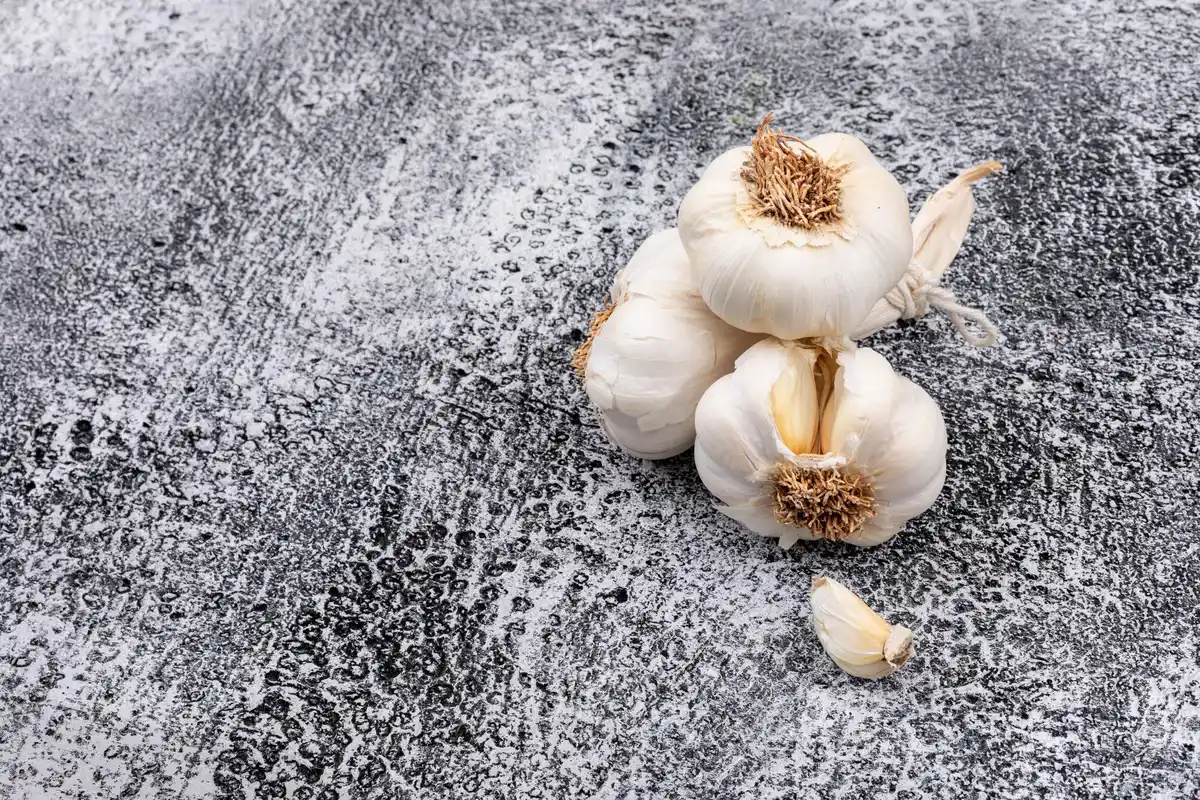 detailed macro garlic and tomato roots together soil