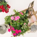 reuse old spring flower bulbs home garden czech