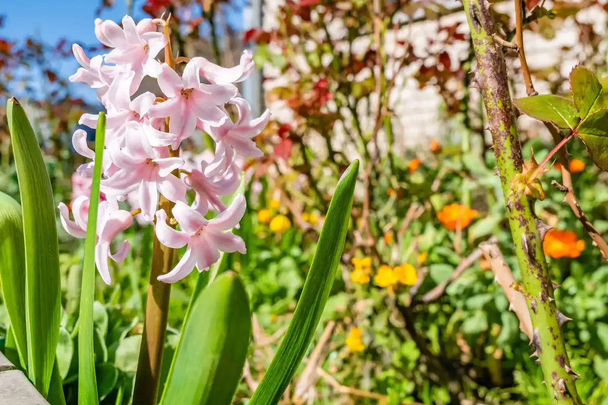 spring bulb flowers garden reuse sunny day czech