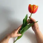 wilting tulip bulbs dried gardening hand