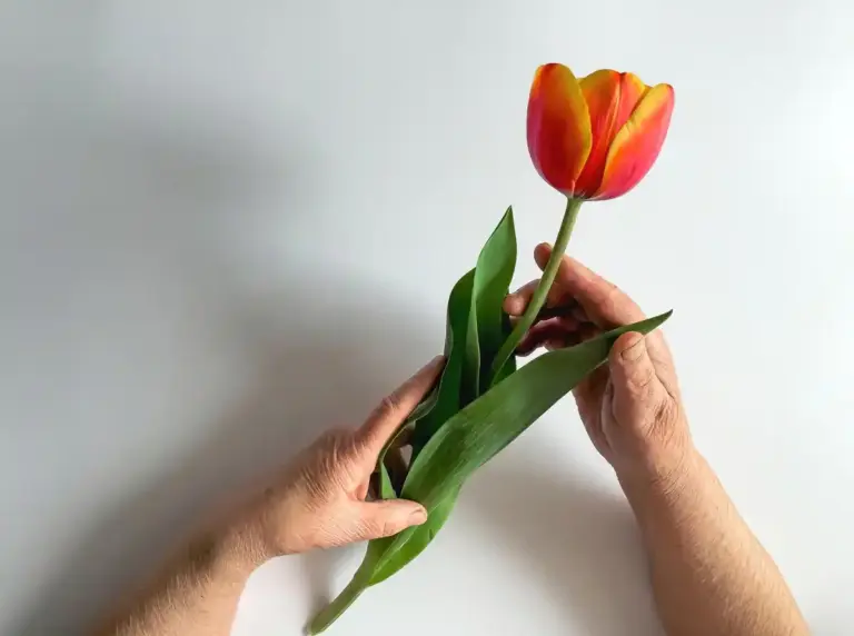 wilting tulip bulbs dried gardening hand