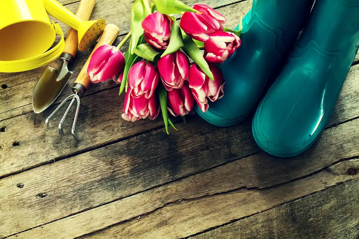 wilting tulip bulbs in water on table