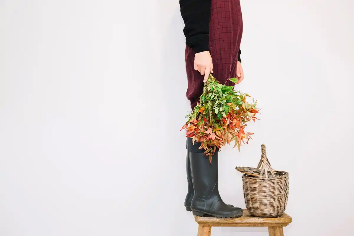 dried tulip bulbs in hand, gardening gloves