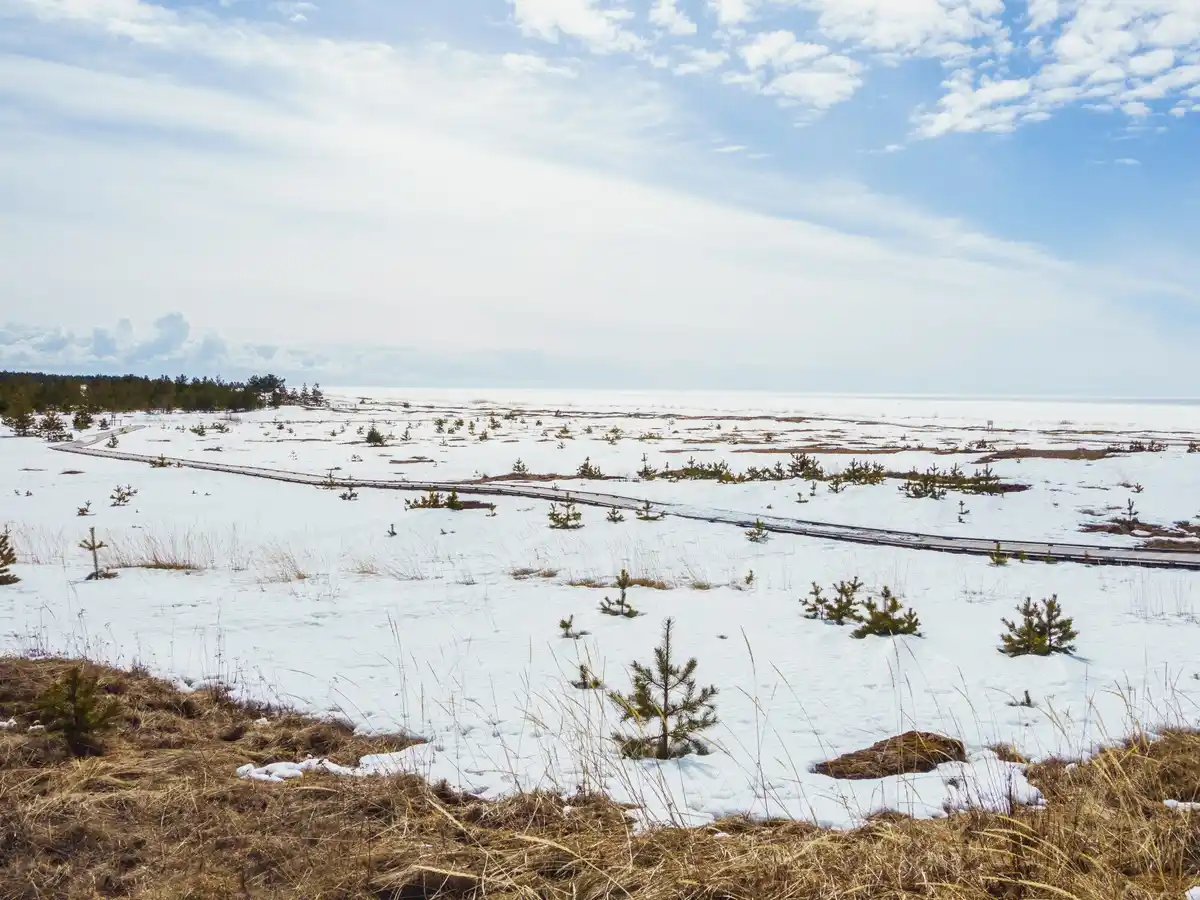 czech apple orchard in winter with pruned trees
